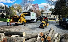 Best Tree and Shrub Care  in Mayer, AZ