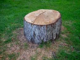 Best Firewood Processing and Delivery  in Mayer, AZ