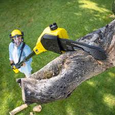 Professional Tree Care in Mayer, AZ