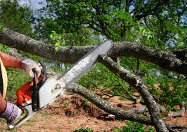 Best Lot and Land Clearing  in Mayer, AZ