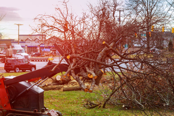 Best Emergency Tree Removal  in Mayer, AZ