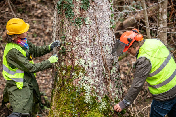 Best Tree Trimming and Pruning  in Mayer, AZ