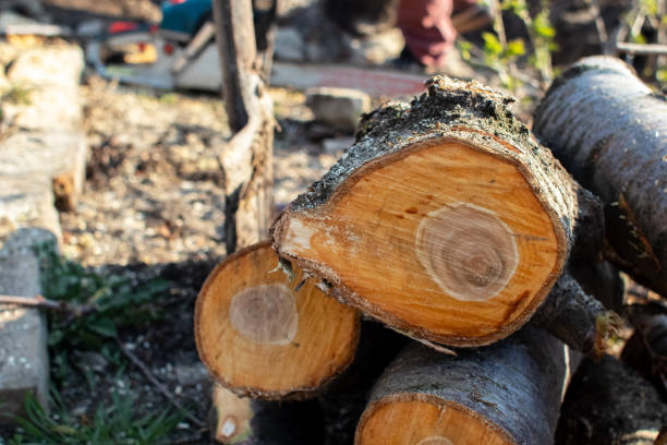 Best Stump Grinding and Removal  in Mayer, AZ