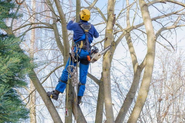 Best Commercial Tree Services  in Mayer, AZ