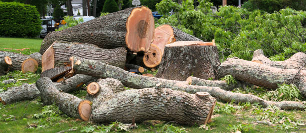 Best Lawn Dethatching  in Mayer, AZ