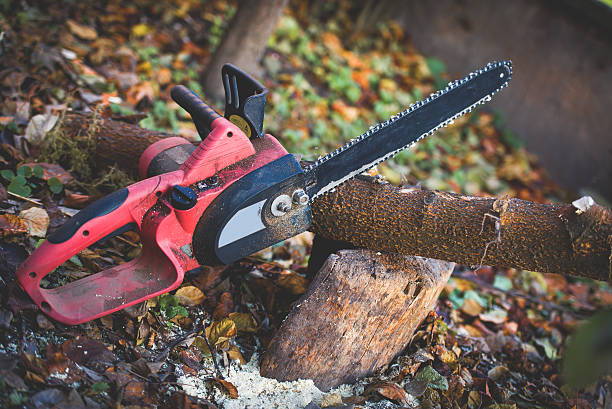 Best Root Management and Removal  in Mayer, AZ